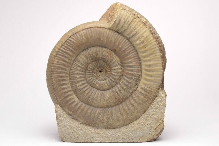 Jurassic Ammonite (Stephanoceras) Fossil - England #206474